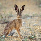 European Hare Stands On The Ground And Looking At The Camera Lepus Europaeus Royalty Free Stock Photo