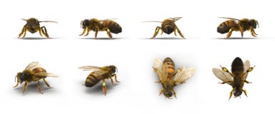 European honey bee, renders set from different angles on a white. 3D illustration Royalty Free Stock Images European honey bee, renders set from different angles on a white. 3D illustration Royalty Free Stock Images