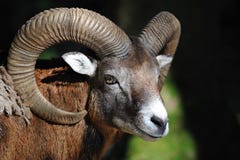 European Mouflon (Ovis Orientalis Musimo) Stock Photos European Mouflon (Ovis Orientalis Musimo) Stock Photos
