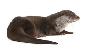 European Otter, Lutra lutra, 6 years old royalty free stock photo European Otter, Lutra lutra, 6 years old royalty free stock photo