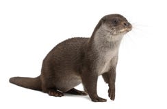 European Otter, Lutra lutra, 6 years old