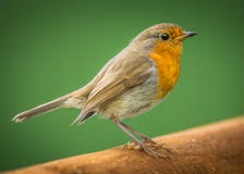 Free European Robin Bird Stock Images - 55030914