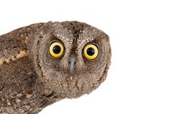 European Scops Owl Otus Scops Isolated On White Background. Close-up Portrait Royalty Free Stock Photos