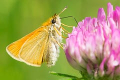 European Skipper Butterfly - Thymelicus lineola royalty free stock photo European Skipper Butterfly - Thymelicus lineola royalty free stock photo