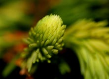 European Spruce Shoots II Royalty Free Stock Photos European Spruce Shoots II Royalty Free Stock Photos