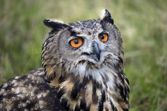 Europees-Aziatisch Eagle Owl stock afbeelding Europees-Aziatisch Eagle Owl stock afbeelding