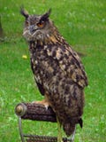Europees-Aziatische Eagle-Uil royalty-vrije stock foto Europees-Aziatische Eagle-Uil royalty-vrije stock foto