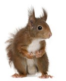 Europees-Aziatische rode eekhoorn, vulgaris Sciurus stock foto's Europees-Aziatische rode eekhoorn, vulgaris Sciurus stock foto's
