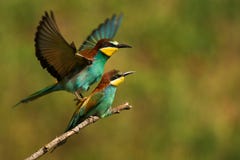 Europeisk apiaster för Merops för biätare som parar ihop på en härlig bakgrund arkivbilder Europeisk apiaster för Merops för biätare som parar ihop på en härlig bakgrund arkivbilder