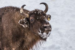 Europeiskt program för återställandet av den europeiska bisonbefolkningen, Karpaty reserv, Ukraina arkivfoto Europeiskt program för återställandet av den europeiska bisonbefolkningen, Karpaty reserv, Ukraina arkivfoto