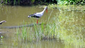 Europejski białego bociana ciconia tropi ryba w rzekę, natury różnorodność, Europejski białego bociana ciconia tropi ryba w rzekę, natury różnorodność,