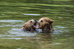 Europejski nied?wied? brunatny, ursus arctos w parku zdjęcie stock Europejski nied?wied? brunatny, ursus arctos w parku zdjęcie stock