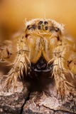 Europejski Ogrodowy pająk, diademu pająk, Przecinający pająk, Koronowany okręgu tkacz, Araneus diadematus zdjęcia stock Europejski Ogrodowy pająk, diademu pająk, Przecinający pająk, Koronowany okręgu tkacz, Araneus diadematus zdjęcia stock