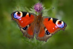Europejski paw, Aglais io, czerwony motyl z oczami siedzi na różowym kwiacie w naturze Lato scena od łąki beaut zdjęcia royalty free Europejski paw, Aglais io, czerwony motyl z oczami siedzi na różowym kwiacie w naturze Lato scena od łąki beaut zdjęcia royalty free