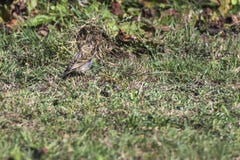 Europese serinus van Serin Serinus stock afbeelding Europese serinus van Serin Serinus stock afbeelding