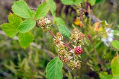 Europäischer Brombeerstrauch, der in der wilden Natur vom Abschluss wächst Lizenzfreies Stockbild Europäischer Brombeerstrauch, der in der wilden Natur vom Abschluss wächst Lizenzfreies Stockbild