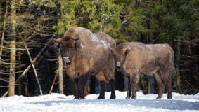 Europäischer wilder brauner Bison zwei: Erwachsener und Junge Die Familie von Bi stockfotografie Europäischer wilder brauner Bison zwei: Erwachsener und Junge Die Familie von Bi stockfotografie