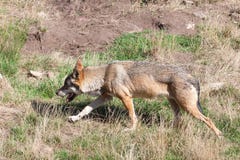 Européen Grey Wolf rôdant par l'herbe sèche en été chaud photographie stock Européen Grey Wolf rôdant par l'herbe sèche en été chaud photographie stock