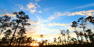 Everglades Forest Sunset Stock Image Everglades Forest Sunset Stock Image