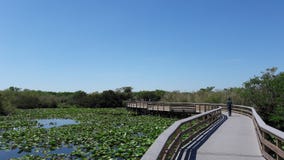 Everglades National Park stock image Everglades National Park stock image