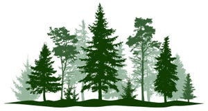 Evergreen forest pine, tree isolated. Park, alley Christmas tree. Vector illustration. Landscape of isolated trees
