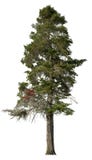 Cut out pine tree. Spruce isolated