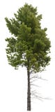Cut out pine tree. Spruce isolated