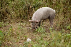 Everzwijn die het gras in een bos weiden stock fotografie Everzwijn die het gras in een bos weiden stock fotografie