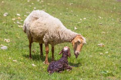 Ewe sheep with newborn lamb royalty free stock photos Ewe sheep with newborn lamb royalty free stock photos