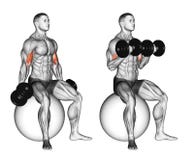 Exercising. Biceps curls seated on stability ball royalty free illustration Exercising. Biceps curls seated on stability ball royalty free illustration