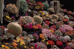 Exhibición de las plantas florecientes coloridas del cactus contra un fondo negro foto de archivo Exhibición de las plantas florecientes coloridas del cactus contra un fondo negro foto de archivo