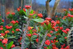 Euphorbia Milii Crown Of Thorns succulent plant with long spiked stem and red blooming flowers stock image Euphorbia Milii Crown Of Thorns succulent plant with long spiked stem and red blooming flowers stock image