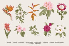 Free Exotic Flowers Set. Botanical Vector Vintage Illustration. Royalty Free Stock Images - 73883439