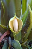 Exotic Hooded Flower Royalty Free Stock Image Exotic Hooded Flower Royalty Free Stock Image