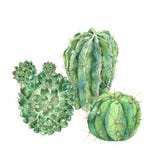 Exotic natural vintage watercolor blooming cactus greeting card royalty free illustration Exotic natural vintage watercolor blooming cactus greeting card royalty free illustration