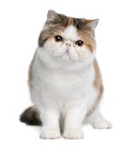 Exotic shorthair cat, 8 months old