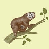 Exotic slow lory with big eyes on the tree. royalty free illustration Exotic slow lory with big eyes on the tree. royalty free illustration