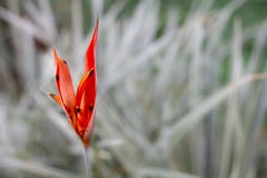 Exotic orange flower in a green foliage stock image Exotic orange flower in a green foliage stock image