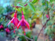 Exotische pinkfarbene Blumen im botanischen Garten der Stadt lizenzfreie stockfotografie Exotische pinkfarbene Blumen im botanischen Garten der Stadt lizenzfreie stockfotografie