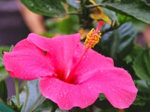 Exotische tropische rosa Hibiscus-Blüte lizenzfreie stockbilder Exotische tropische rosa Hibiscus-Blüte lizenzfreie stockbilder