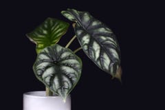 Exotisk tropisk Alocasia Baginda Cuprea Dragon Scale lade in husväxten på mörk svart bakgrund vektor illustrationer Exotisk tropisk Alocasia Baginda Cuprea Dragon Scale lade in husväxten på mörk svart bakgrund vektor illustrationer