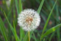 Dandelion, plant for everything, ivars, lerida royalty free stock photography Dandelion, plant for everything, ivars, lerida royalty free stock photography