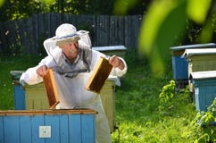 Experienced Senior Beekeeper Putting Empty Honeycomb Frames Into A Beehive In His Apiary Royalty Free Stock Photo Experienced Senior Beekeeper Putting Empty Honeycomb Frames Into A Beehive In His Apiary Royalty Free Stock Photo