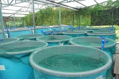 Exploração agrícola da cultura aquática Exploração agrícola da cultura aquática