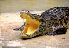 Exploração agrícola e jardim zoológico do crocodilo de Samutprakan foto de stock royalty free Exploração agrícola e jardim zoológico do crocodilo de Samutprakan foto de stock royalty free