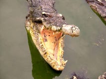 Exploração agrícola e jardim zoológico do crocodilo de Samutprakan fotos de stock royalty free Exploração agrícola e jardim zoológico do crocodilo de Samutprakan fotos de stock royalty free