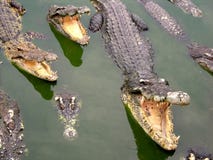 Exploração agrícola e jardim zoológico do crocodilo de Samutprakan fotografia de stock Exploração agrícola e jardim zoológico do crocodilo de Samutprakan fotografia de stock