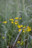 Yellow wildflowers among tall green grasses. Night rain drops on the leaves and stems. Selective focus. stock photography Yellow wildflowers among tall green grasses. Night rain drops on the leaves and stems. Selective focus. stock photography