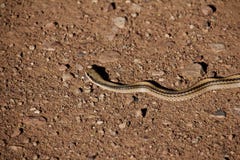 Exposer au soleil de serpent de Patchnose photographie stock libre de droits Exposer au soleil de serpent de Patchnose photographie stock libre de droits