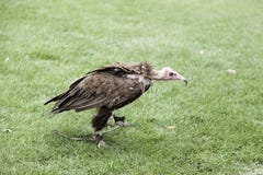 Résultat de recherche d'images pour "vautour sauvage"